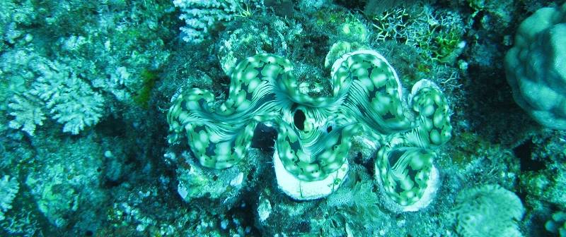 Giant clam in the waters off the Malolo Barrier Reef, Mamanuca islands of Fiji