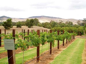 Barossa Valley, wine country northeast of Adelaide