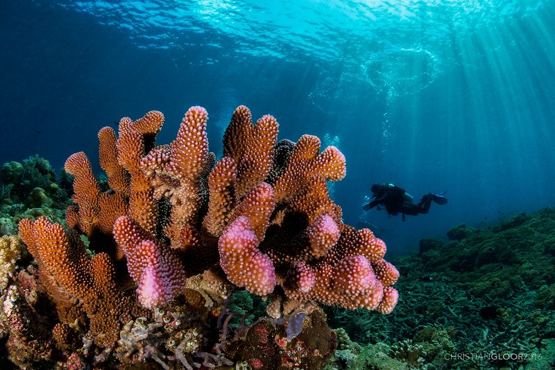 Coral reef in Bunaken, Indonesia
