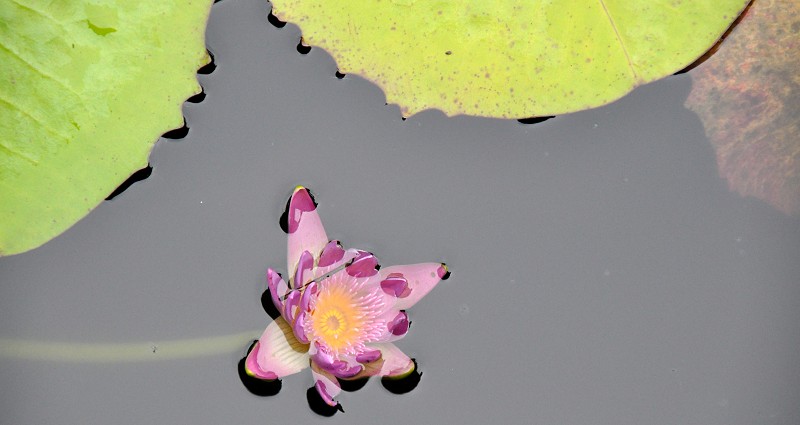 Flower in lily pond, Taunovo Bay, Fiji