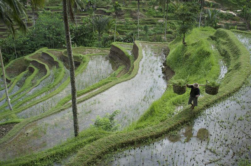 Tegallalang Rice Terraces, Ubud, Bali, Indonesia