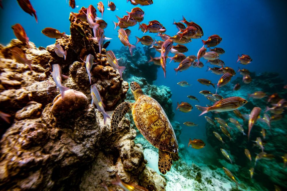Scuba diving in the Cook Islands