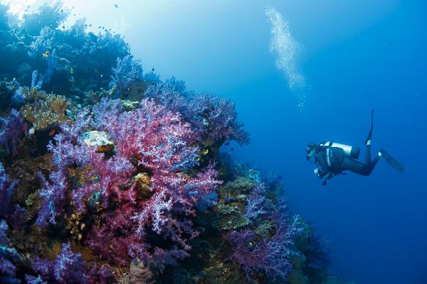 Scuba diving near Vanua Levu - courtesy Savasi Island Resort