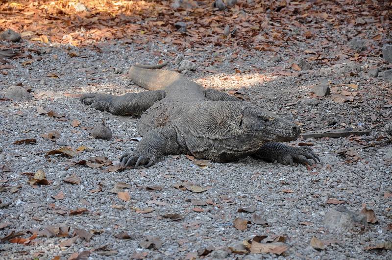 Komodo dragon, in Komodo National Park, East Nusa Tenggara, Indonesia