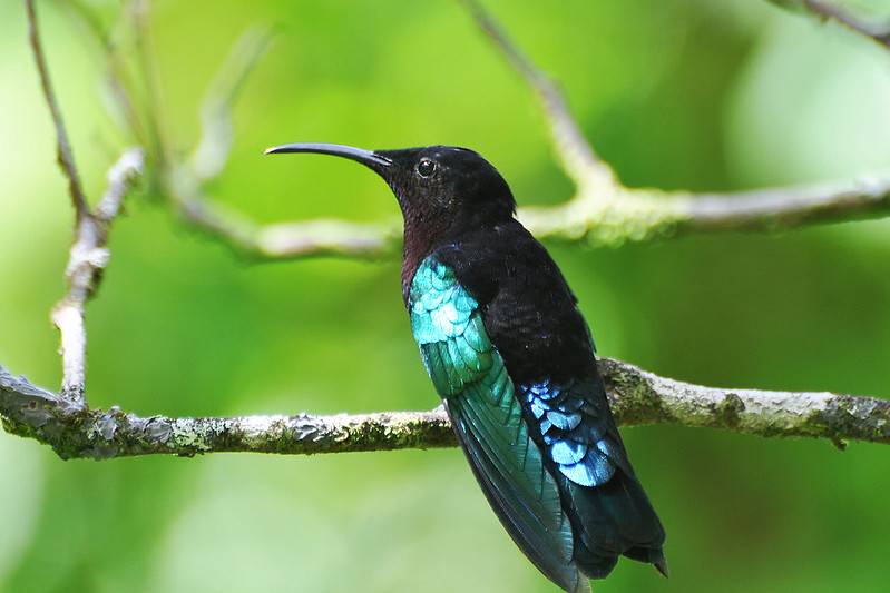 Purple-throated Carib hummingbird