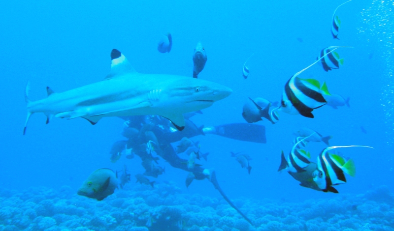 Scuba diving in French Polynesia