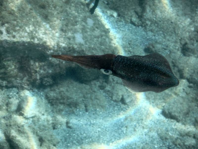 Cuttlefish, St. Lucia