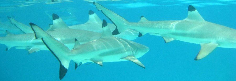 Whitetip reef sharks just offshore of Moorea