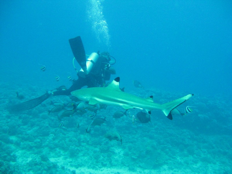 Blacktip reef shark off Moorea