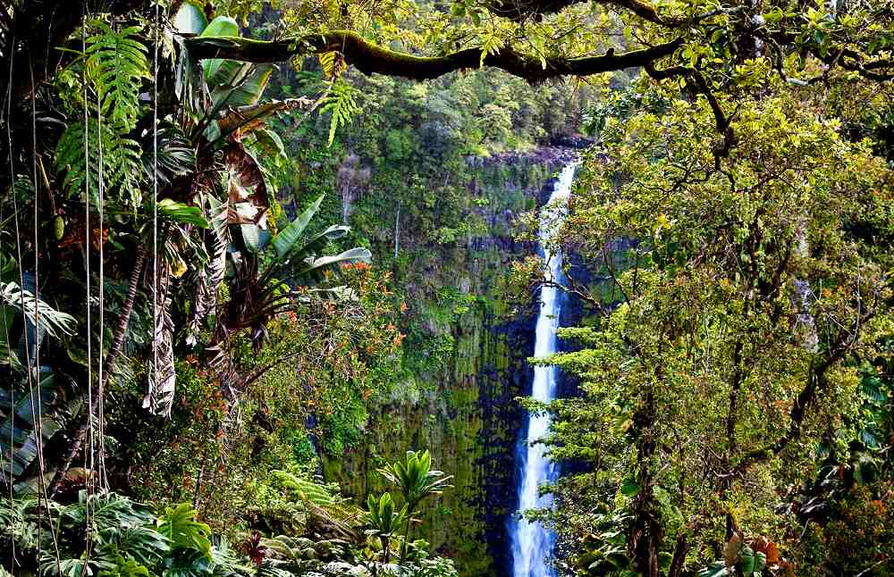 'Akaka Falls - 'Akaka Falls State Park.  Photo copyright Hawaii Tourism Authority (HTA) / Tor Johnson.