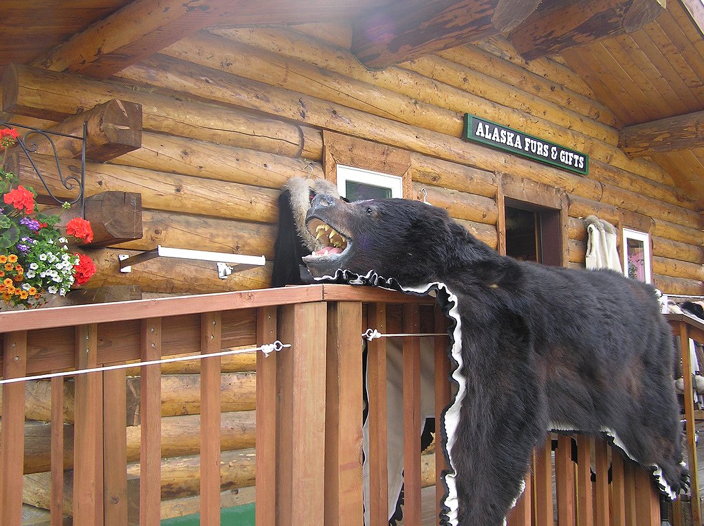 Gift Shop, From Photo Gallery For Denali Princess Wilderness Lodge