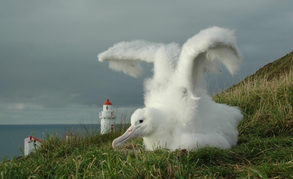 Royal Albatross Colony, From Photo Gallery For Royal Albatross Colony
