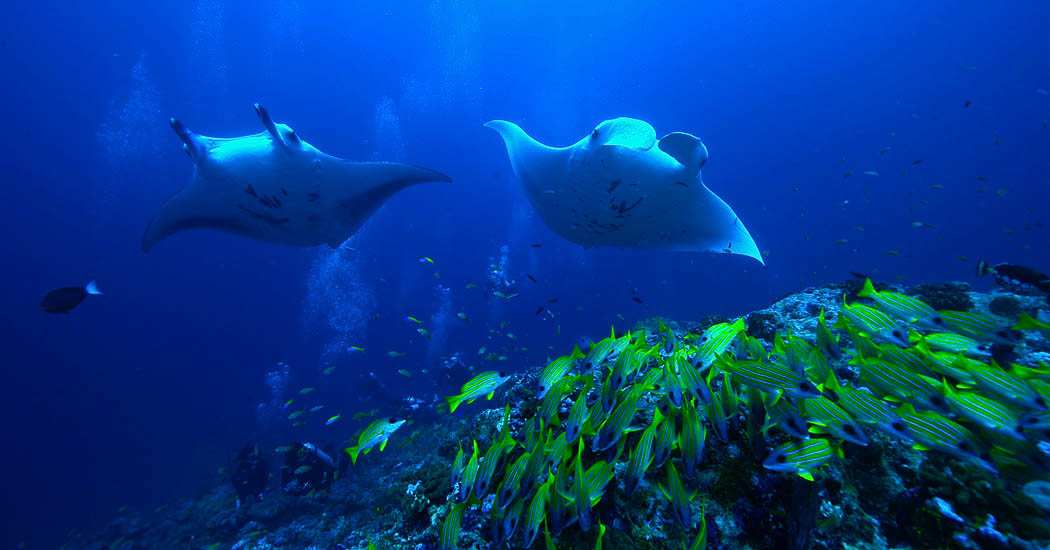 Diving - Raffles Maldives Meradhoo.
