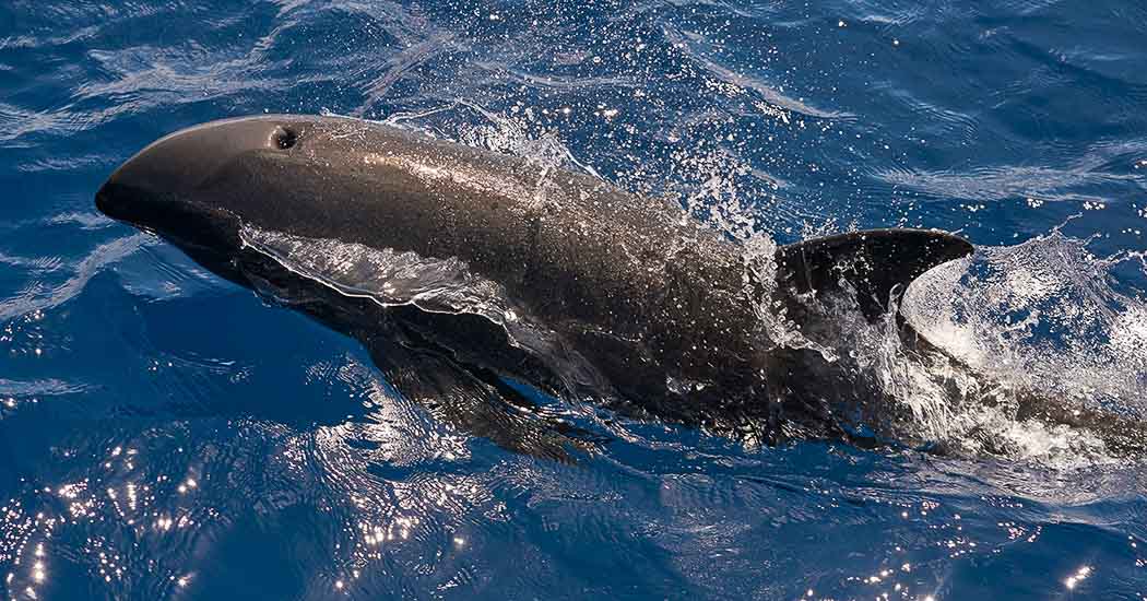 Dolphin Cruise - Raffles Maldives Meradhoo.