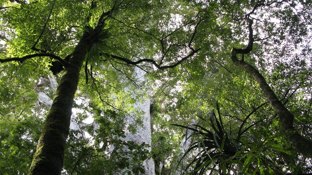Adventure Puketi Forest Walks - Adventure Puketi. Copyright Adventure Puketi.