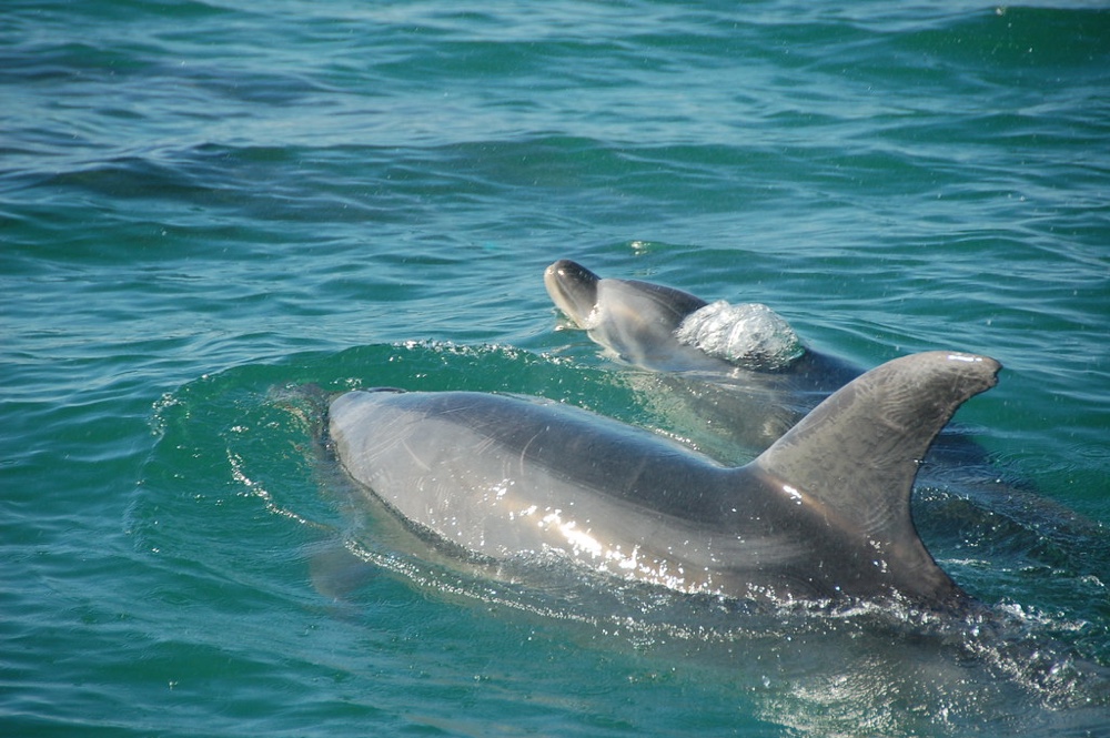 Bay of Islands Dolphins Sail - Bay of Islands Dolphin Sail. Copyright Bay of Islands Dolphin Sail.