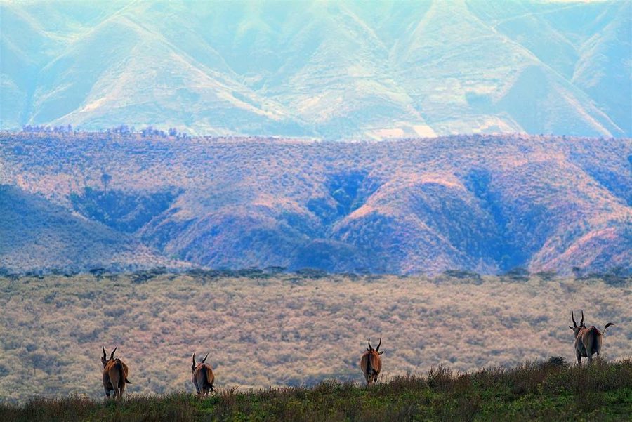 Welcome to Kenya - Chui Lodge. Copyright Chui Lodge.
