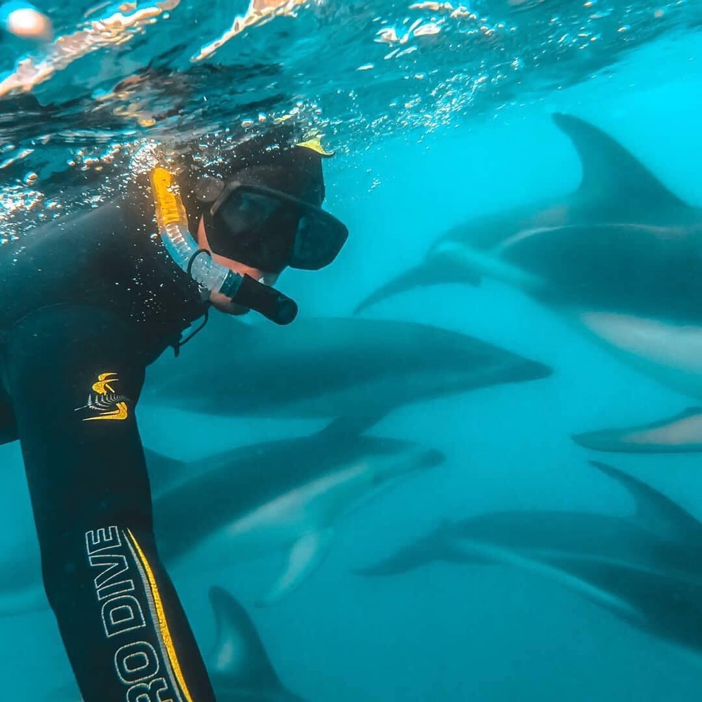 Swim with Dolphins - Dolphin Encounter, Kaikoura. Copyright Dolphin Encounter, Kaikoura.