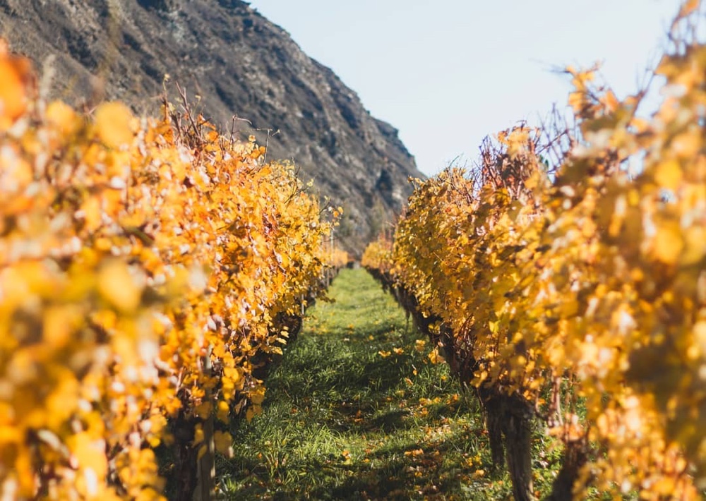 Gibbston Valley Winery - Gibbston Valley Winery. Copyright Gibbston Valley Winery.