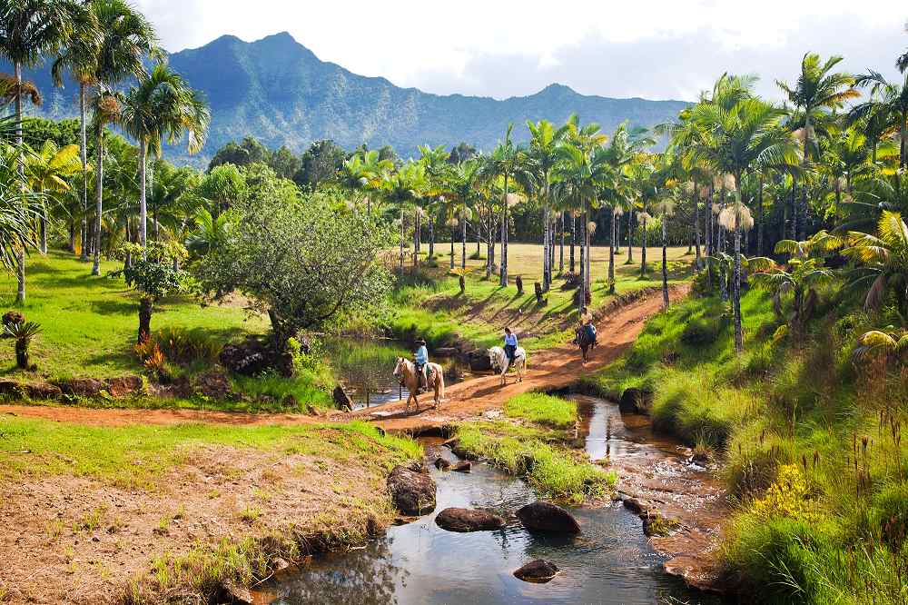 Horseback Riding Through a Palm Grove - Horseback Riding on Kauai. Copyright Hawaii Tourism Authority (HTA) / Tor Johnson.
