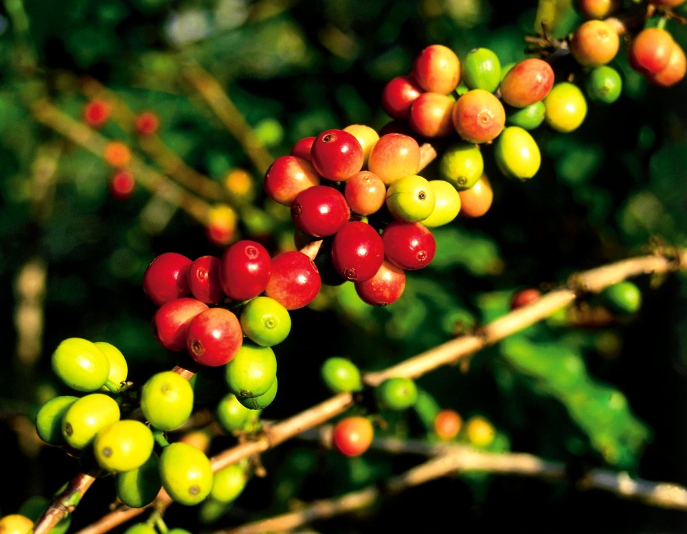 Coffee Beans - Kona Coffee Plantations. Copyright Hawaii Tourism Authority (HTA) / Kirk Lee Aeder.