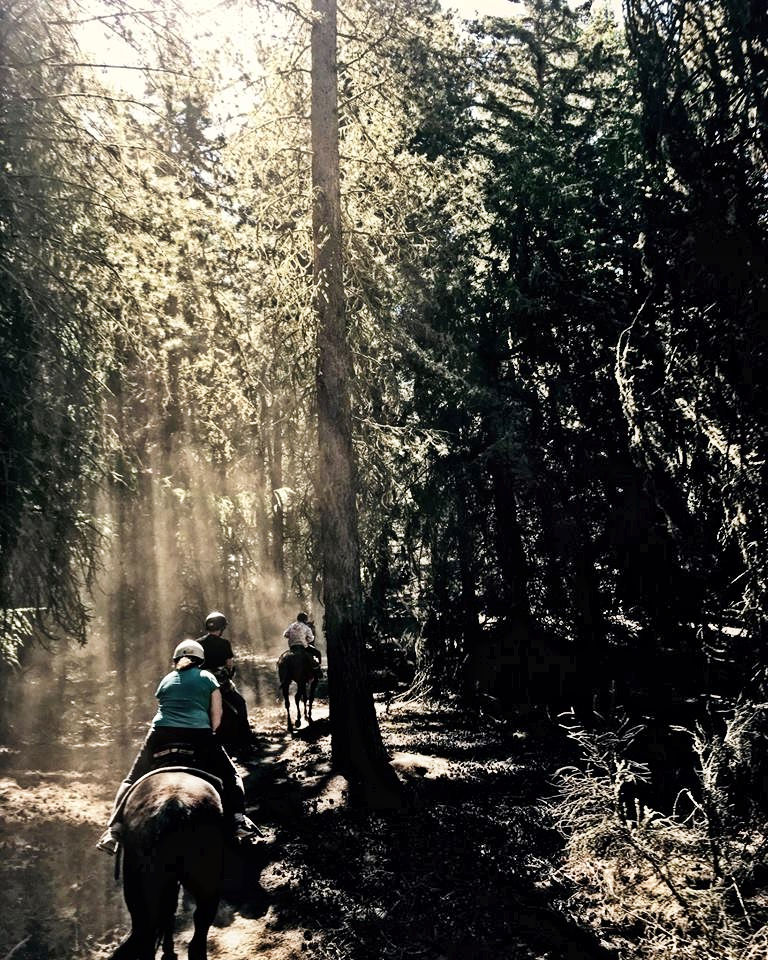 PIne Forest Trek - Mackenzie Alpine Horse Trekking. Copyright Mackenzie Alpine Horse Trekking.