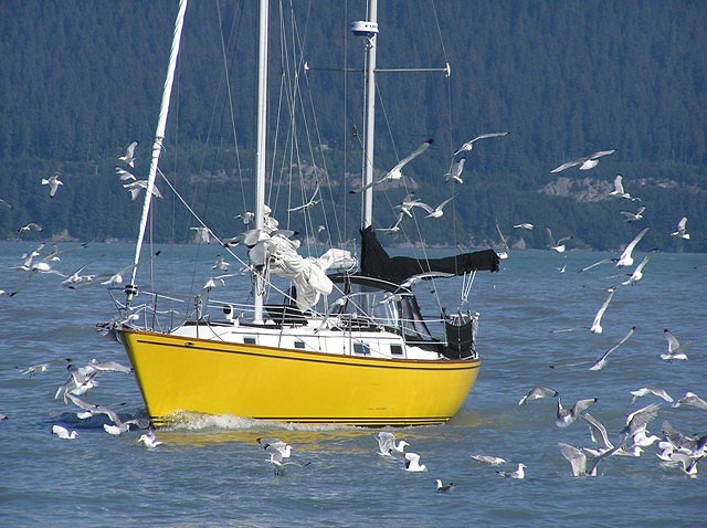 Kenai Fjords Full-Day National Park Tours - Major Marine Tours. Copyright Major Marine Tours.