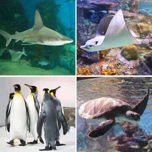 Melbourne Aquarium - Melbourne Aquarium.