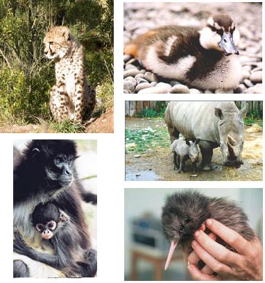 Conservation - Orana Wildlife Park.