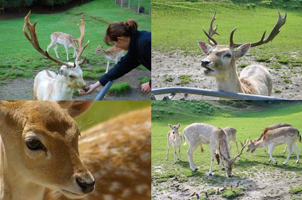 Deer - Paradise Valley Springs.