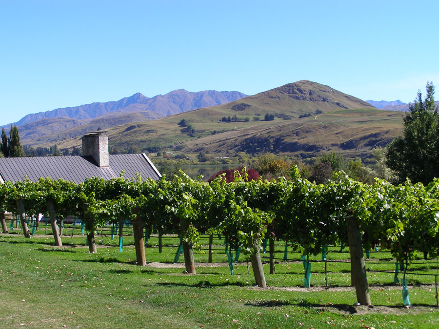 Queenstown Wine Trail - Queenstown Wine Trail. Copyright Queenstown Wine Trail.