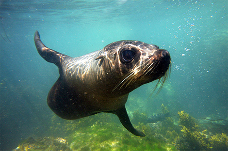 Seal Swim - Seal Swim. Copyright Seal Swim.
