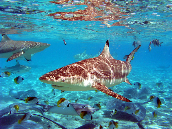Information - Shark and Ray Snorkeling Safari.