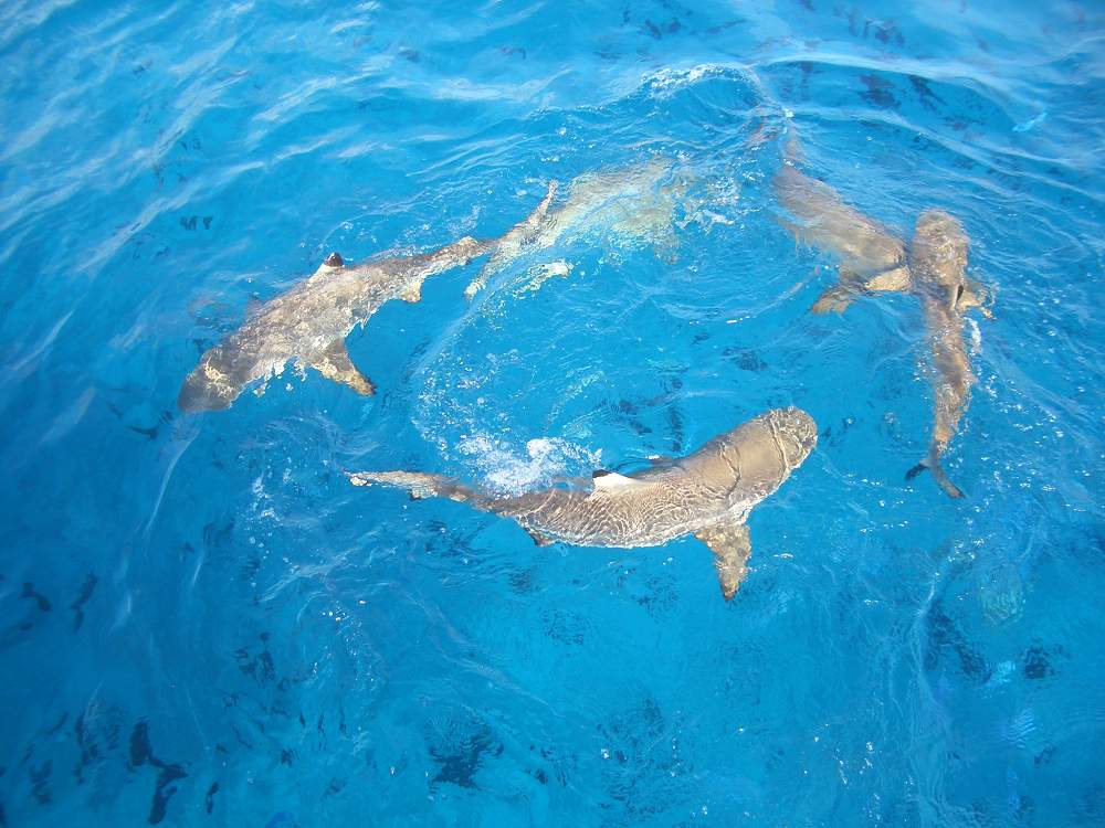 Reef Discovery Half Day Group Signature Tour Provided By Reef Discovery Bora Bora Bora Bora French Polynesia Tripadvisor