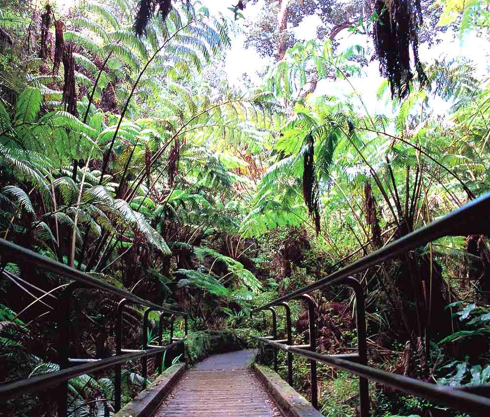 Thurston Lava Tube - Thurston Lava Tube. Copyright Hawaii Tourism Japan (HTJ).
