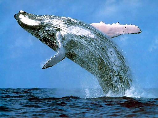 Humpback Whale - Whale Watch.