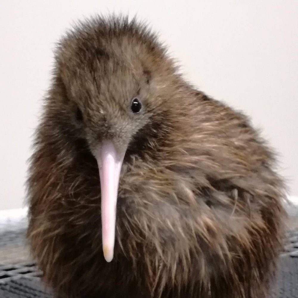 Willowbank Wildlife Reserve- Kiwi Encounter - Willowbank's Christchurch Kiwi Encounter. Copyright Willowbank Kiwi Encounter.