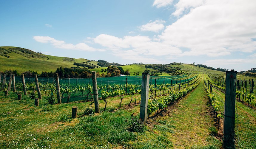 Wine on Waiheke Tour - Wine on Waiheke Tour. Copyright Wine on Waiheke Tour.