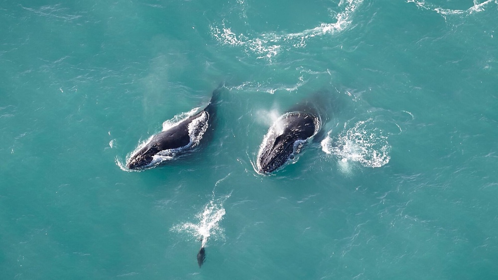 Whale Flights - Wings Over Whales. Copyright Wings Over Whales.