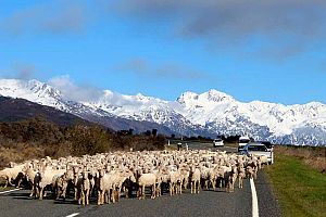 Wilderness Lodge Arthurs Pass